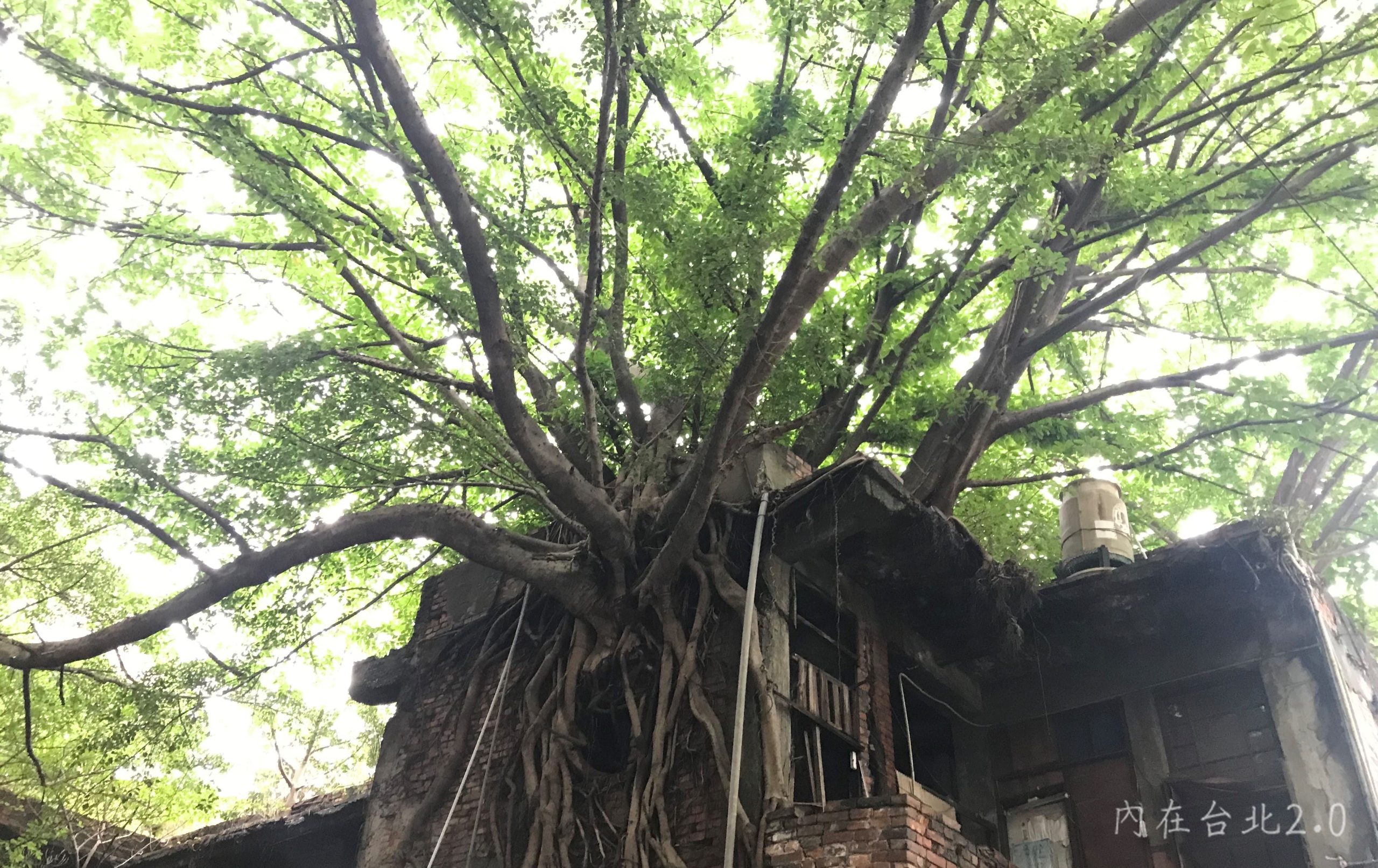 如果有一天我不在，樹在：天祥路的隱蔽巷弄